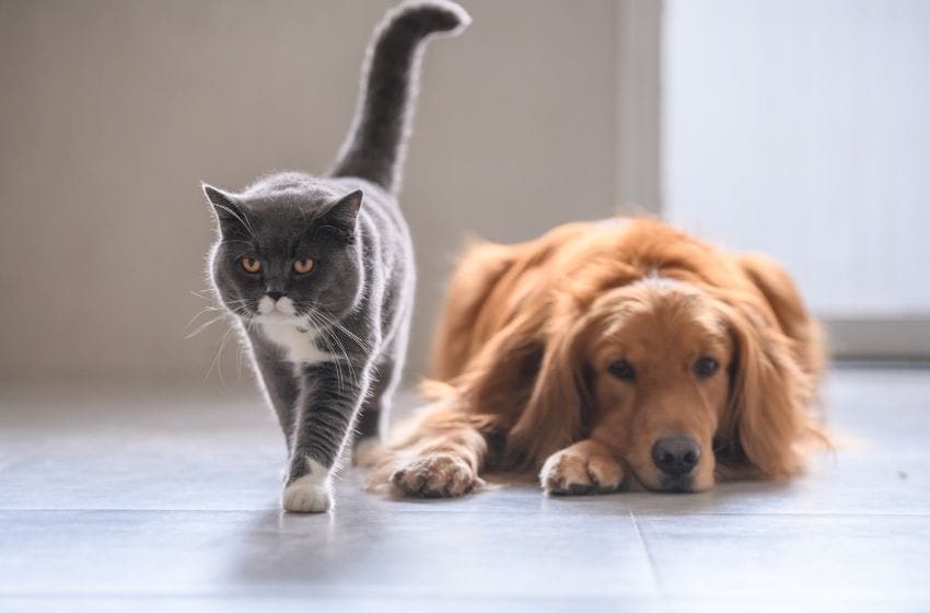 animaux de compagnie en arabie saoudite